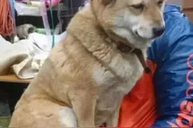 大黄狗陪主人卖菜困到不行，主人抱着它，狗狗：来生还认你当主人图片