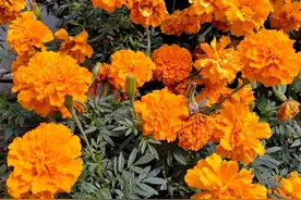 写给最爱的你：你一直都在我心里图片