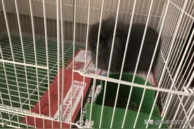 呆萌兔！傻乎乎！贪吃鬼！相信我能把你养成球图片