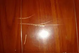 木地板出现划痕和破损，老师傅说出修复步骤，自己动手都能修复好图片