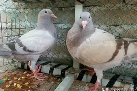 夏季蚊虫多，我们的爱鸽也是备受摧残，这个小妙招解你忧愁图片