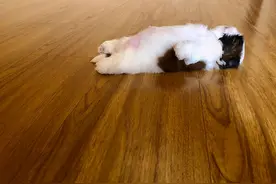 菲律宾两个月大的小奶狗爆红，百万粉丝只为欣赏它的睡姿图片