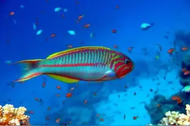 水里的鱼儿流泪了，你看得见吗？图片