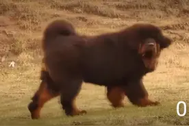 一条凶猛藏獒和陌生女人，能在一周内相处感情胜过主人，你信吗？图片