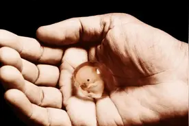 阴道B超会不会导致流产？图片