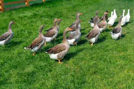 朗德鹅能长多大，朗德鹅的饲养技术，雏鹅饲养的注意事项图片