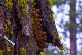 全球最大生物：占地面积达910公顷，三天能长一米根系图片