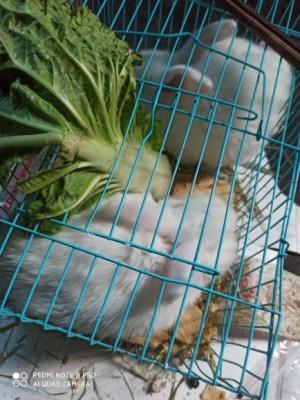 什么是必需氨基酸和非必需氨基酸？