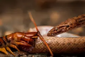 蜈蚣大战毒蛇！五毒间的对决，蛇类即便打赢了还有被开膛的危险图片