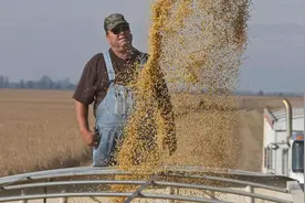 美国威胁对华加征关税后，被中国通知取消大豆订单，巴西有望接盘图片