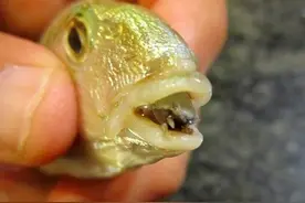 缩头鱼虱科的两大代表，寄生口腔钻腹扎营，它们因太像而常被混淆图片