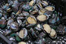 一元一个的高档鲍鱼，咋这么便宜？还能不能买回家吃图片