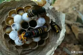 ​“一年生”的胡蜂，为啥要在临死前打造超大巢穴？原因令人感动图片