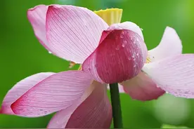 禅语——钱为何物？图片