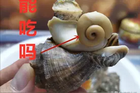 海螺的尾部，是“黄”还是“屎”？别再分不清了，建议搞懂再吃图片