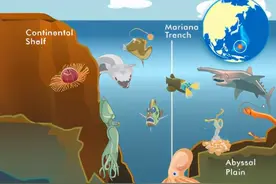马里亚纳海沟的10种奇怪生物图片