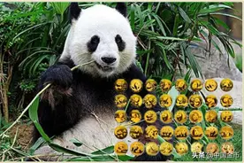 一枚熊猫金币工艺与图案的双重精妙图片