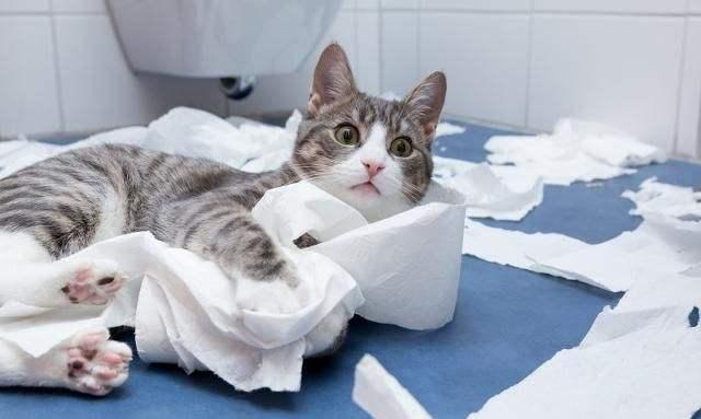 猫咪调皮捣蛋疯不停?找对方法很重要!