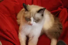 猫喜欢靠近有灵气的人，养猫很有福气图片