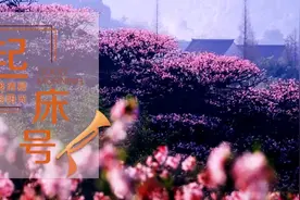 【起床号】4月23日，早安！歌曲《在那桃花盛开的地方》图片