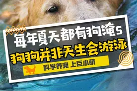 不是所有的狗都会游泳：每年夏天，都有狗淹死图片