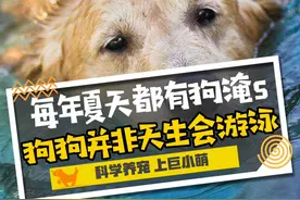 不是所有的狗都会游泳：每年夏天，都有狗淹死图片