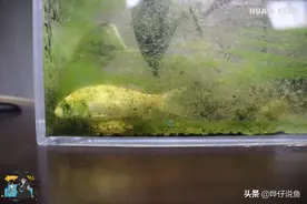 鱼缸爆藻颜值低？留藻也能美如画！巧用藻类让养鱼事半功倍｜辟谣图片