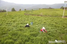 “千年药乡”甘肃岷县脱贫攻坚进行时图片