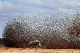非洲15亿只麻雀泛滥成灾，群殴大象，吃不完怎么办？图片