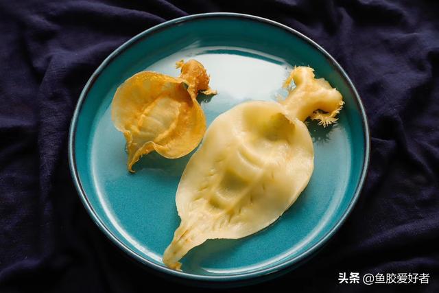 花胶可以多泡几天吗 花胶可以多泡几天吗有毒吗
