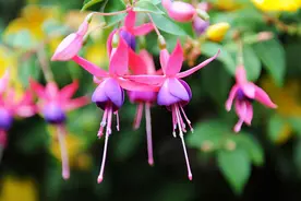 这些漂亮花，夏天会“假死”，教你几个方法，安全度夏天图片