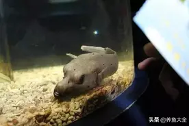 狗头鱼的饲养技巧图片