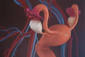 HPV阴性不会得宫颈癌了吗？派特生物科普图片