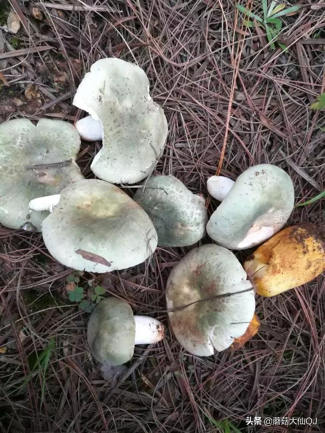 楚雄市南华县舌尖盛宴——菌子大全