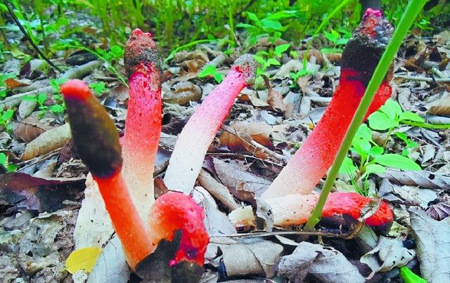 鬼笔意思（农村这野菌叫长虫花）