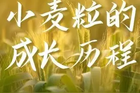 林都小麦粒的成长历程图片