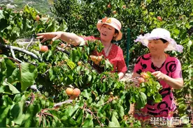 青岛北宅街道我乐社区的杏儿红了，可以摘了图片