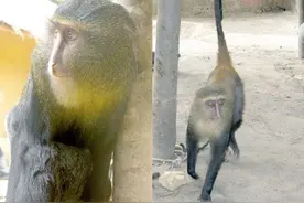 发现猴子新物种：长着一张奇怪的人脸，还有一个亮蓝色的屁股图片