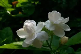 茉莉花花苞脱落怎么办？了解四大原因，及时救治、合理预防是关键图片