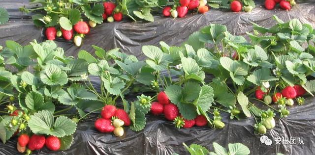 生物刺激素2：氨基酸