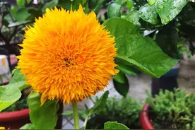 露台种植：玩具熊向日葵，憨态可掬又不失美艳的萌萌哒小可爱图片