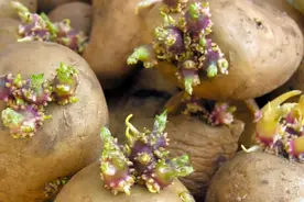 发芽的土豆、大蒜、红薯、生姜到底能不能吃？看完不再迷茫图片