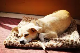 狗狗不分性别的爬跨和“上锁”的交配，奇怪的知识又增加了图片