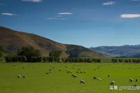盐池滩羊：私人订制模式能走多远图片