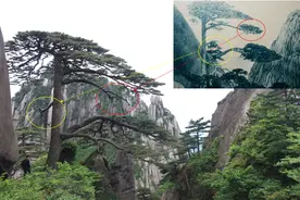 百年老照片，破解黄山迎客松真假之谜图片