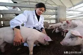 养殖户们注意了，猪病高发期即将来袭，这几种常见猪病你不得不防图片