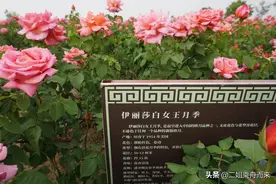 天津水西公园——月季园，附月季品种图片