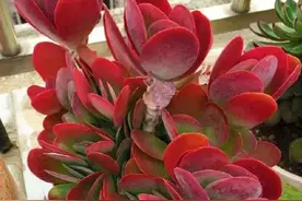 人见人爱的多肉唐印，掌握养殖方法，颜色红似火，一盆变多盆图片