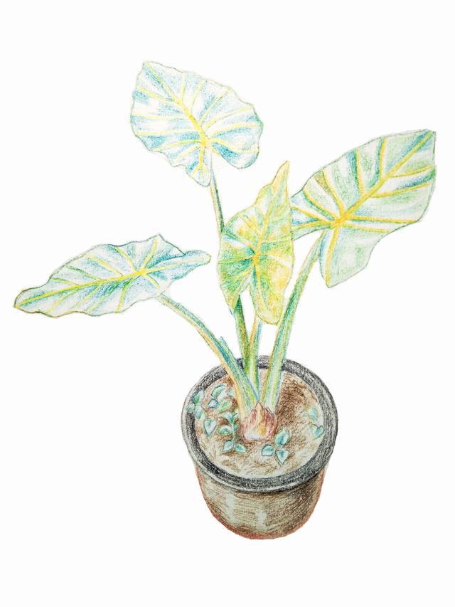 多肉植物写生涂色画法-措必培