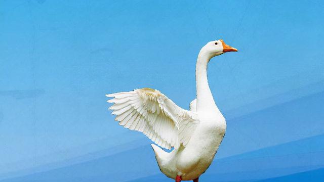 如何养鹅才能养出漂亮肥大的鹅 鹅的翅膀长的慢怎么办